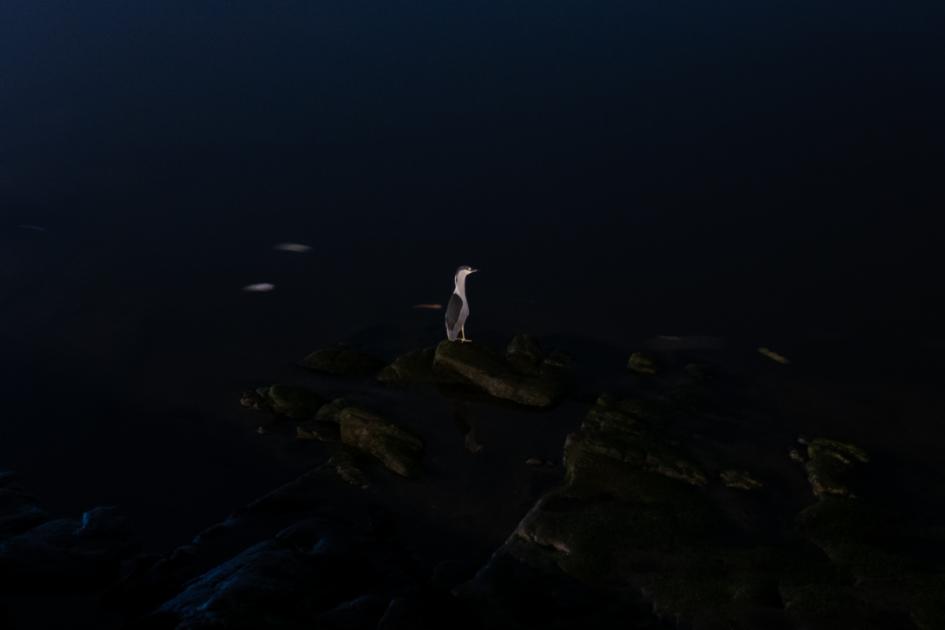 "La piedra, el pájaro y el río" - Matías Fabricio pájaro sobre piedra en la oscuridad