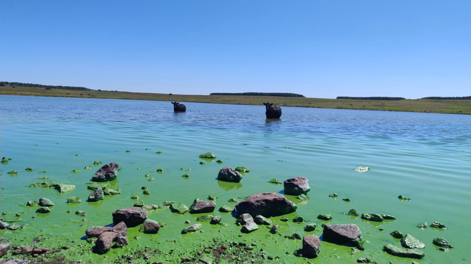 Cianobacterias en curso de agua de Uruguay