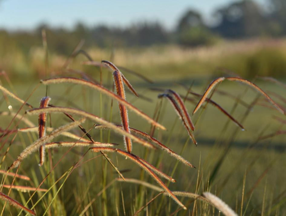 Paspalum stellatum, una especie del pastizal, nativa del Uruguay