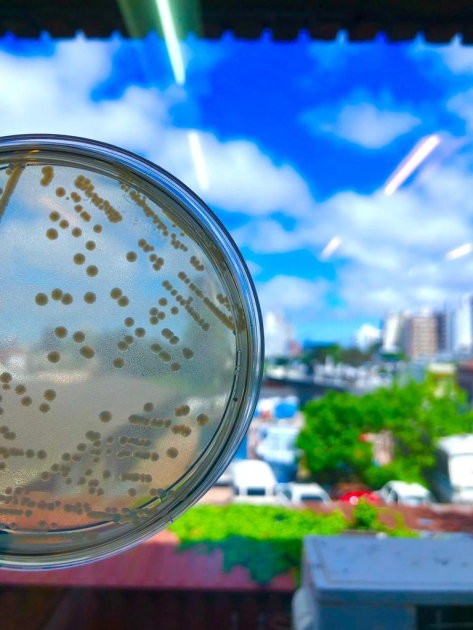 Placa de Petri con E. coli productora de toxina Shiga aislada en la investigación Placa de Petri con E. coli productora de toxina Shiga aislada en la investigación