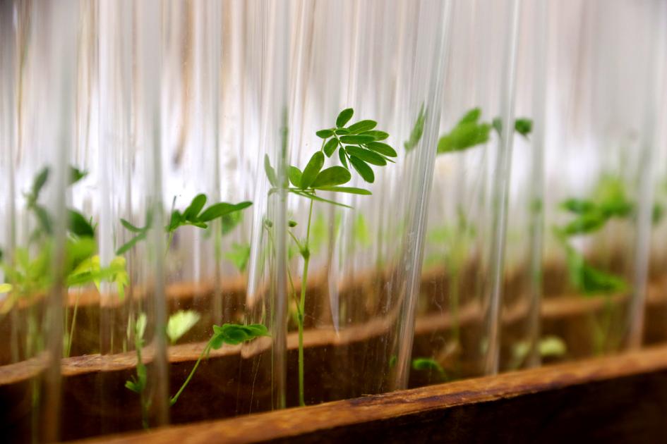 Plantines de Mimosa pudica, leguminosa nativa investigada por su asociación con bacterias del suelo.