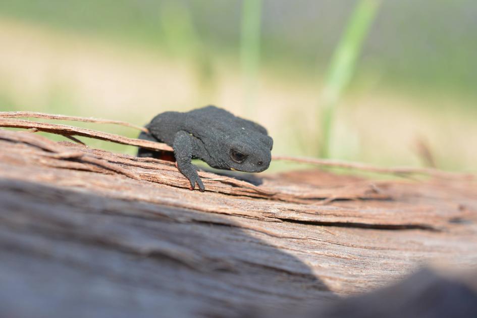 Sapito de Darwin, pequeño y negro