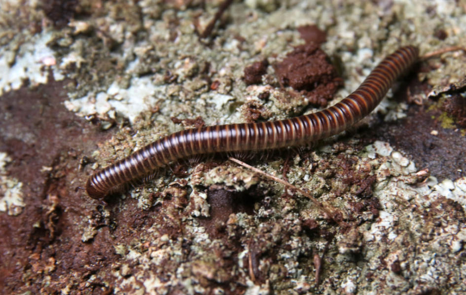Milpiés del orden Spirostreptida. Foto de Marcelo Casacuberta
