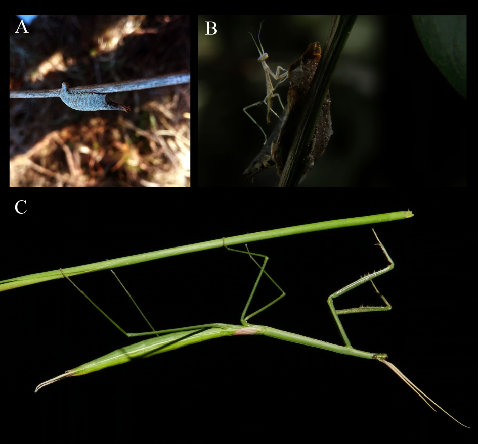 Brunneria subaptera de Uruguay (A) ootecas; (B) recién nacido; (C) hembra adulta. Brunneria subaptera de Uruguay (A) ootecas; (B) recién nacido; (C) hembra adulta.