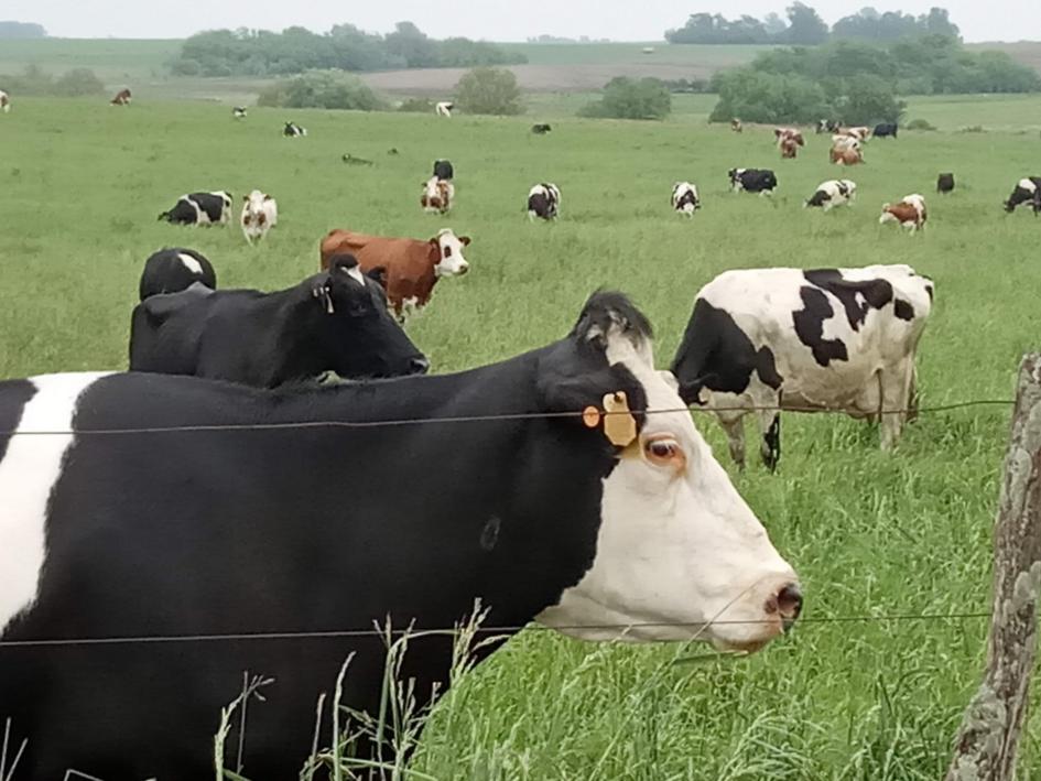 Vacas en el campo