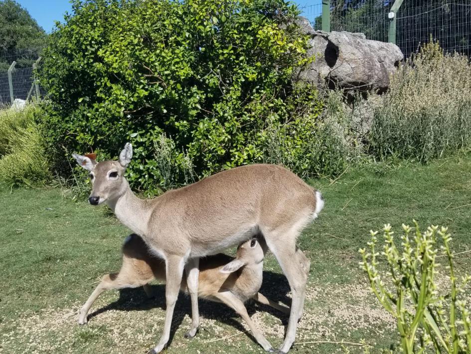 Venado de campo con su cría amamantando Venado de campo con su cría amamantando