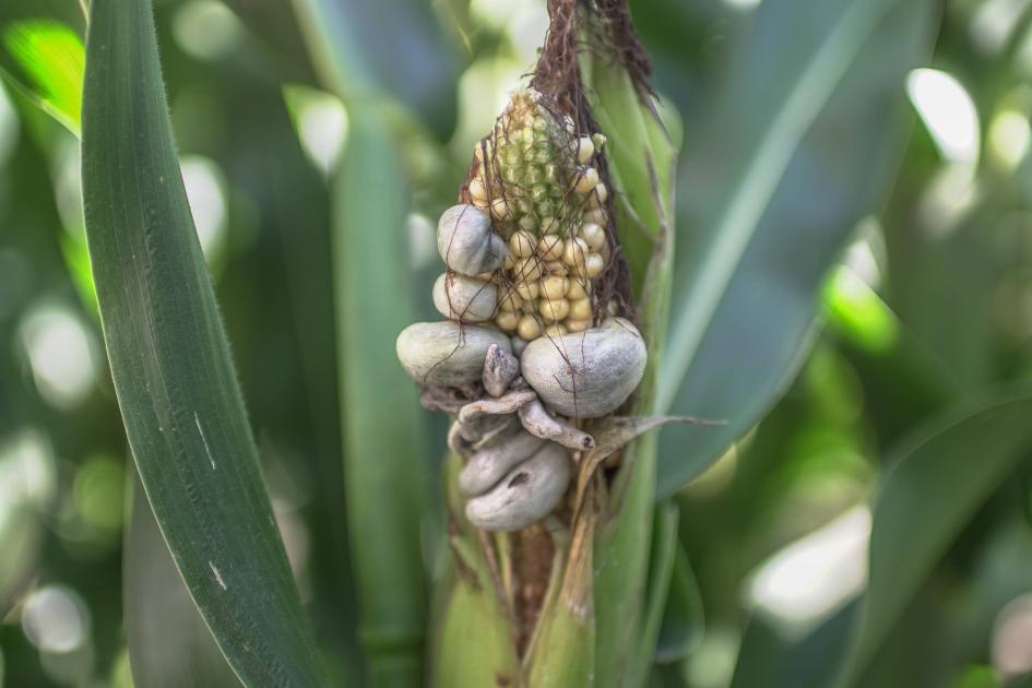 Presencia del hongo huitlacoche en granos de maíz de un cultivo de la zona.