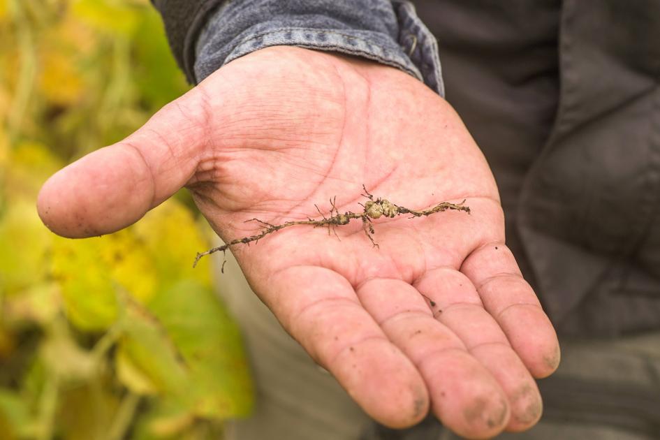 Muestra de raíz con nódulos de rizobios