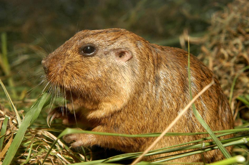En Uruguay hay descritas 3 especies de 𝘁𝘂𝗰𝘂 𝘁𝘂𝗰𝘂𝘀 o roedores del género Ctenomys 