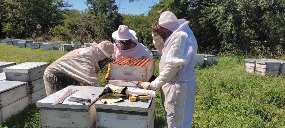 Investigadoras/es evalúan la salud de colonias de Apis mellifera en monocultivos de eucalipto.