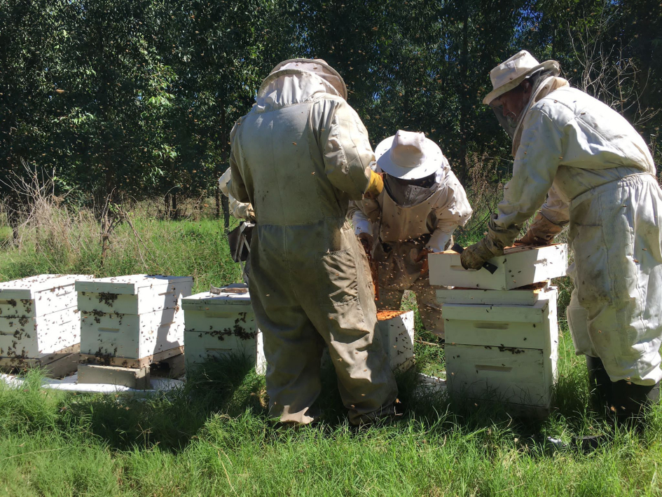 Investigadoras/es evalúan la salud de colonias de Apis mellifera en monocultivos de eucalipto.