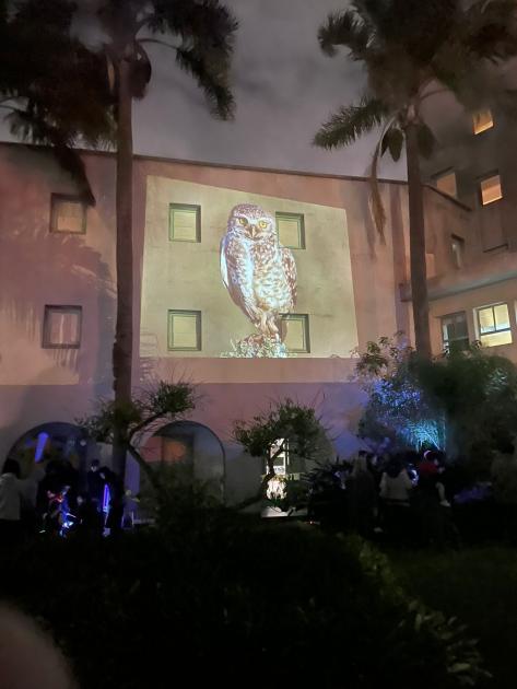 La fotografía de un búho proyectado en el edificio del Instituto La fotografía de un búho proyectado en el edificio del Instituto