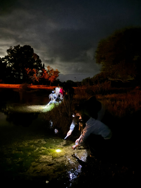 Salida exporatoria nocturna en el camping de Arequita