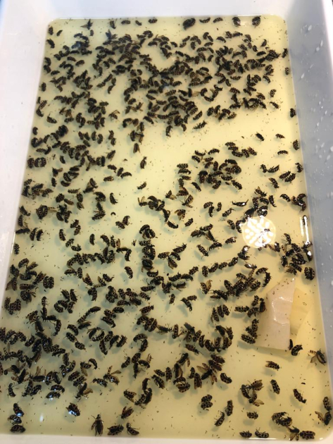 Separacion de muestras de insectos colectados a partir de las trampas de color. 