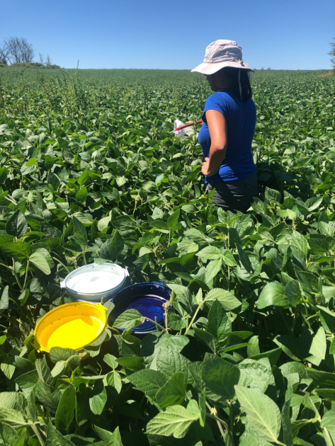 Colecta de insectos mediante la utilización de «trampas de color» instaladas en sitios cultivados.