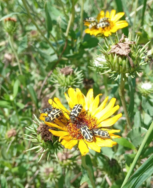 Observación de insectos predominantes en la zona de estudio, coleoptero Astylus atromaculatus