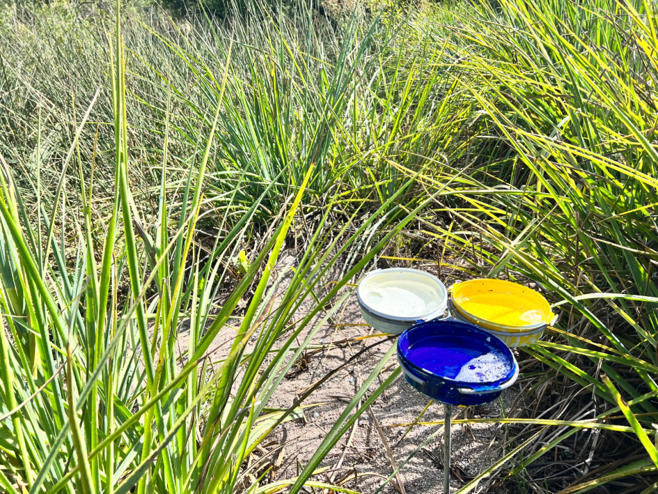 Colecta de insectos mediante la utilización de «trampas de color» instaladas en sitios silvestres