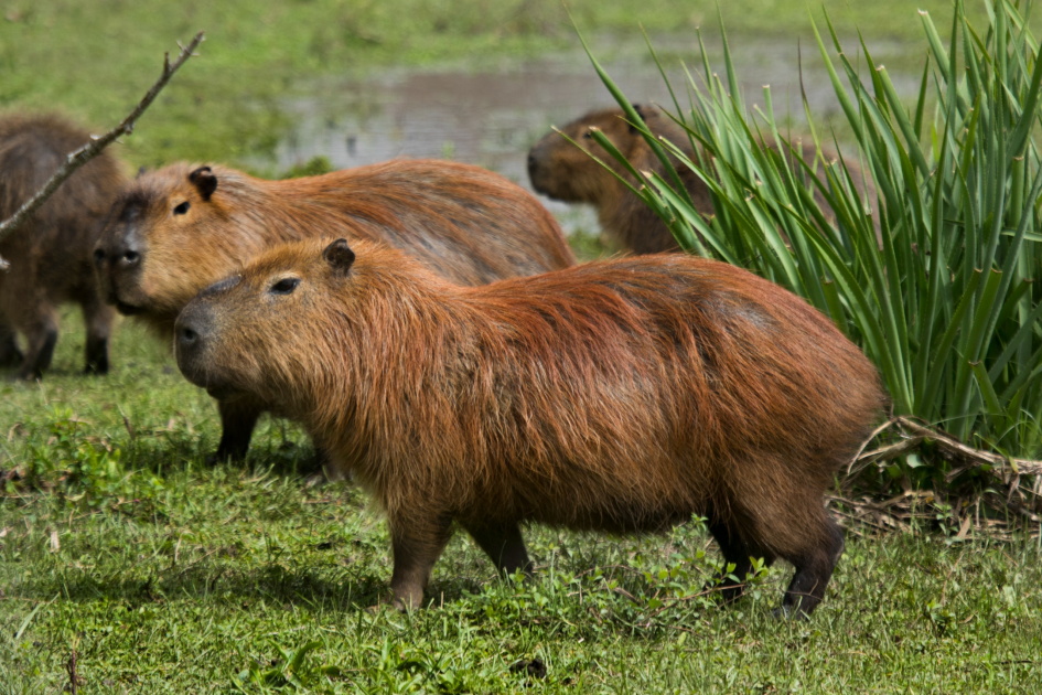 Carpincho (Hydrochoerus hydrochaeris), el roedor más grande del mundo Carpincho (Hydrochoerus hydrochaeris), el roedor más grande del mundo