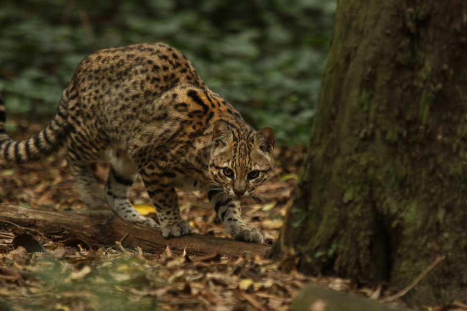 Gato montés (Leopardus geoffroyi), el mayor felino autóctono Gato montés (Leopardus geoffroyi), el mayor felino autóctono