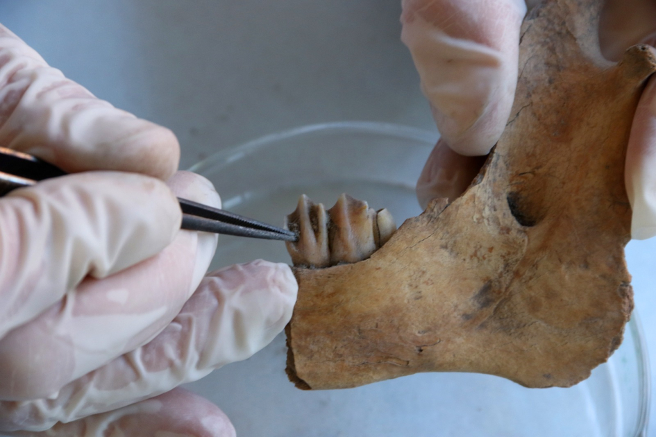 Una investigadora del IIBCE analiza la mandíbula de un mamífero autóctono.