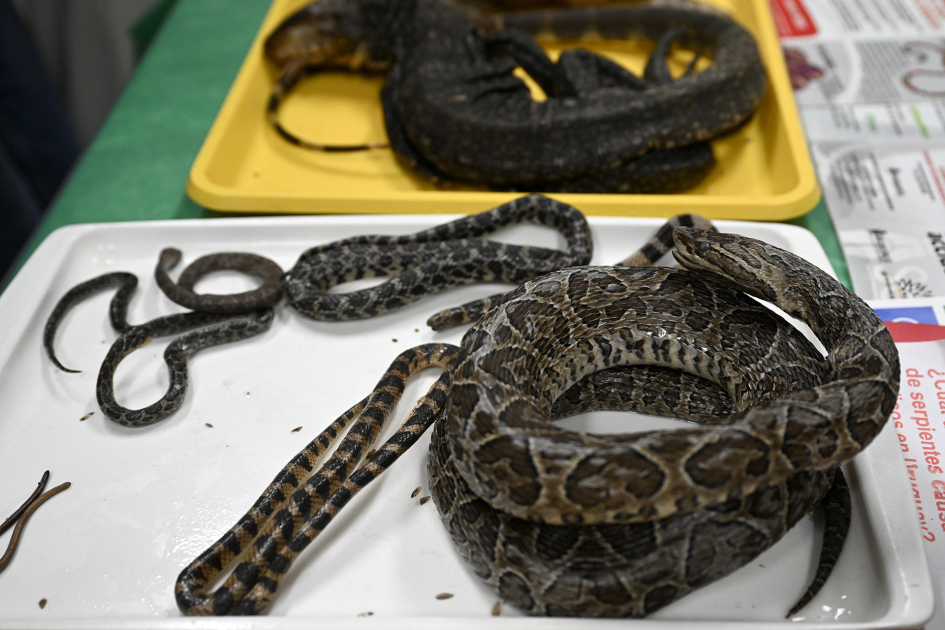 Muestra de reptiles 