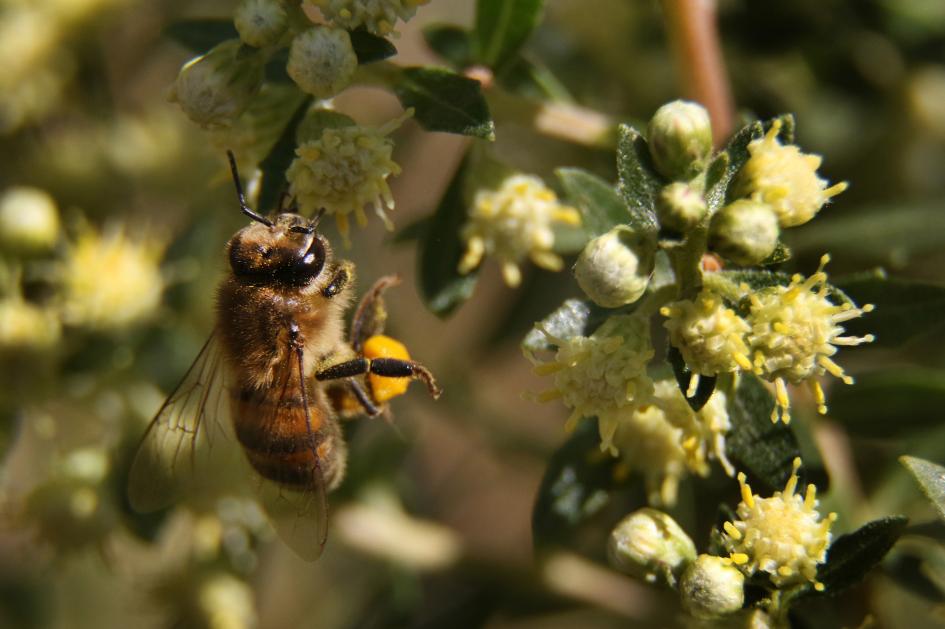 La especie Apis mellifera proviene de Europa y Asia, fue introducida para producir miel.