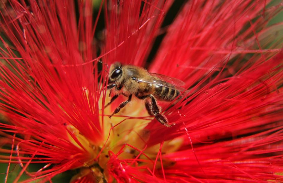 Apis melíferia, en el jardín del IIBCE Foto: Marcelo Casacuberta