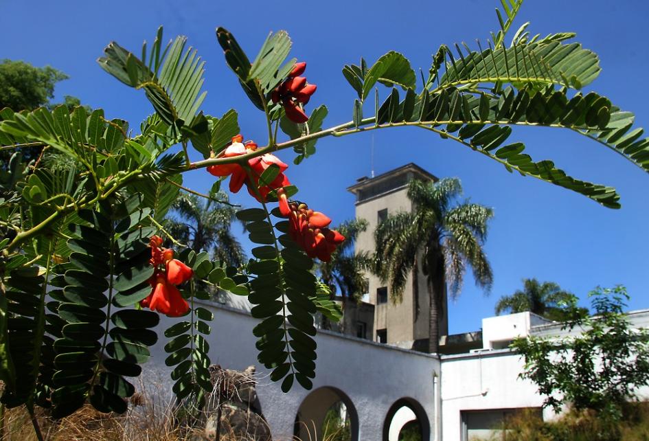 Acacia con flores en el patio del IIBCE