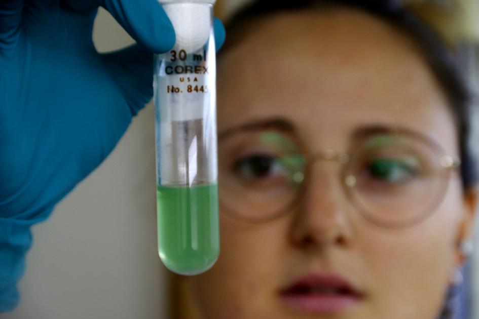 Investigadora del IIBCE estudiando una muestra de agua con cianobacterias. Investigadora del IIBCE estudiando una muestra de agua con cianobacterias.