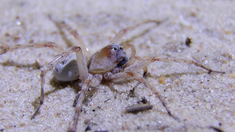 Araña lobo Araña lobo