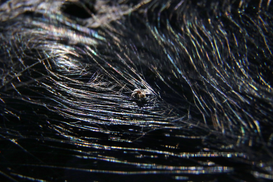 Araña en tela en Paso Severino. Foto de Marcelo Casacuberta Araña en tela en Paso Severino. Foto de Marcelo Casacuberta