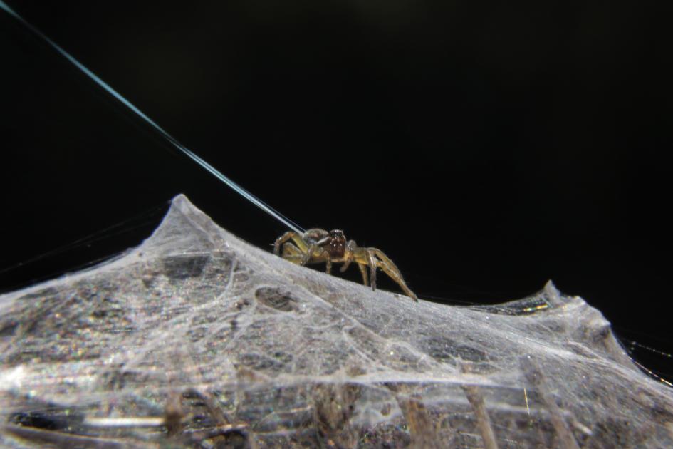 Araña Lobo (𝘓𝘺𝘤𝘰𝘴𝘢 𝘴𝘱.) lanzando un hilo de seda.