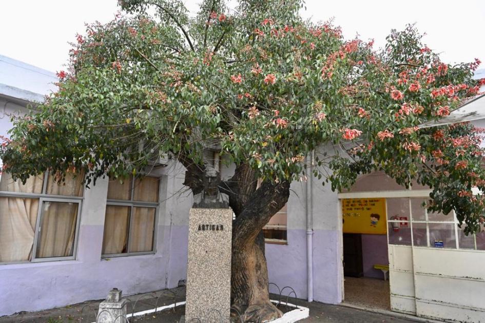 arbol arbol