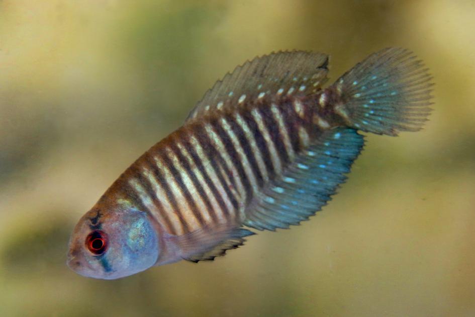 Austrolebias charrua Austrolebias charrua