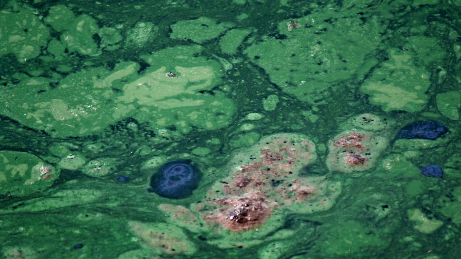Las floraciones de cianobacterias pueden ser tóxicas para humanos y animales. Floración de cianobacterias