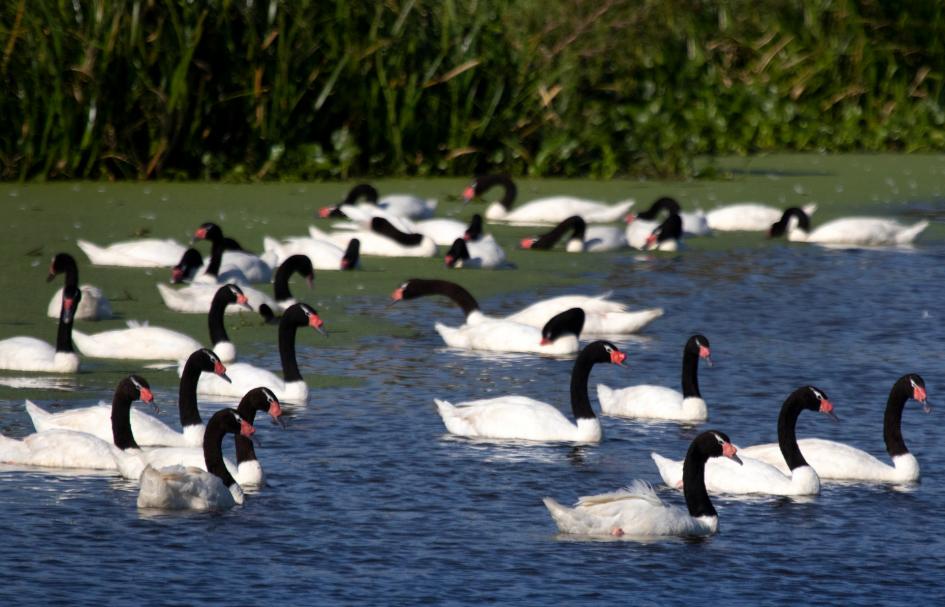Cisnes de cuello negro en una laguna. Cisnes de cuello negro en una laguna.