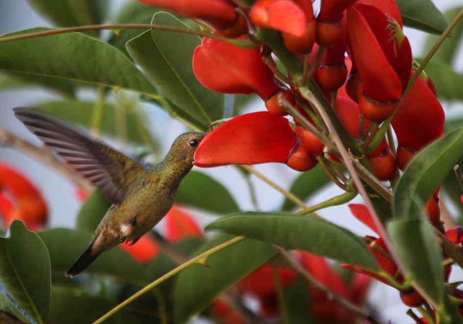 Además de las flores, los colibríes verdes (Chlorostilbon lucidus) consumen insectos