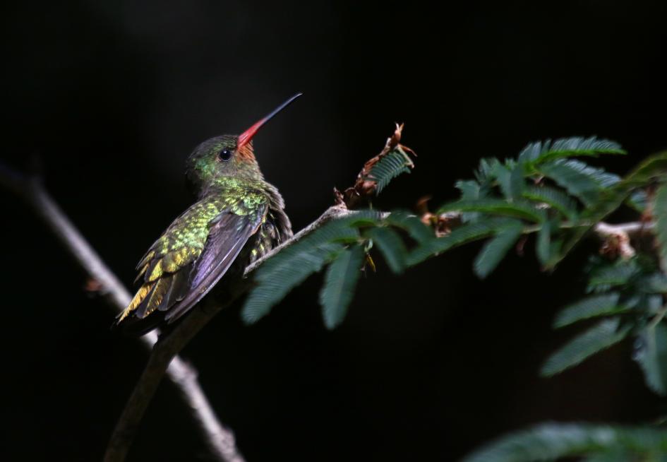 El colibrí verde o Chlorostilbon lucidus está posado en el plumerillo del jardín del Instituto