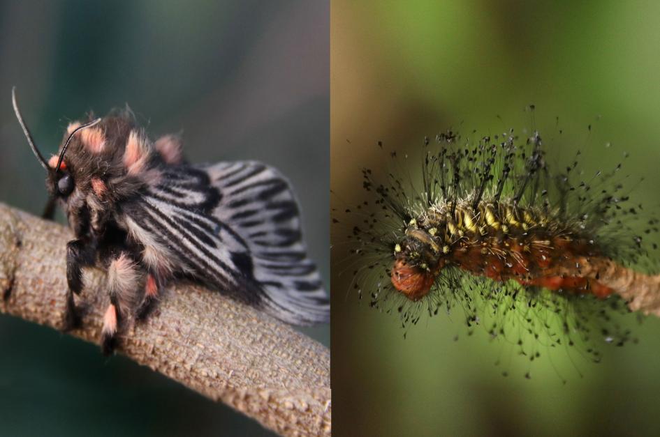 Ejemplar adulto y larva de Megalopyge urens.