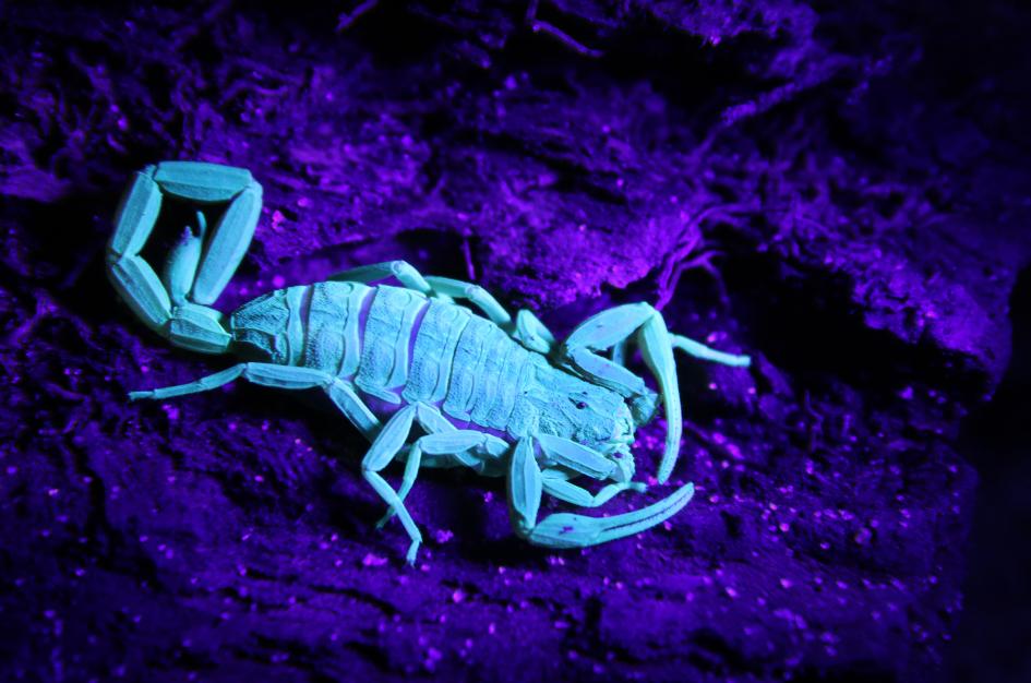 Tityus uruguayensis, escorpión autóctono, fluoresciendo bajo luz ultravioleta.