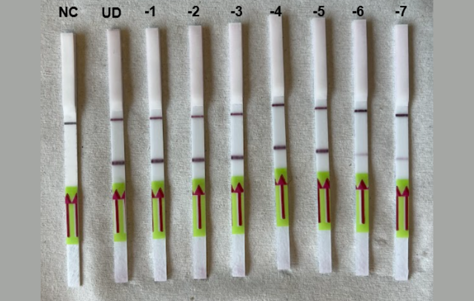 Tiras de flujo lateral utilizadas para detección de toxinas.