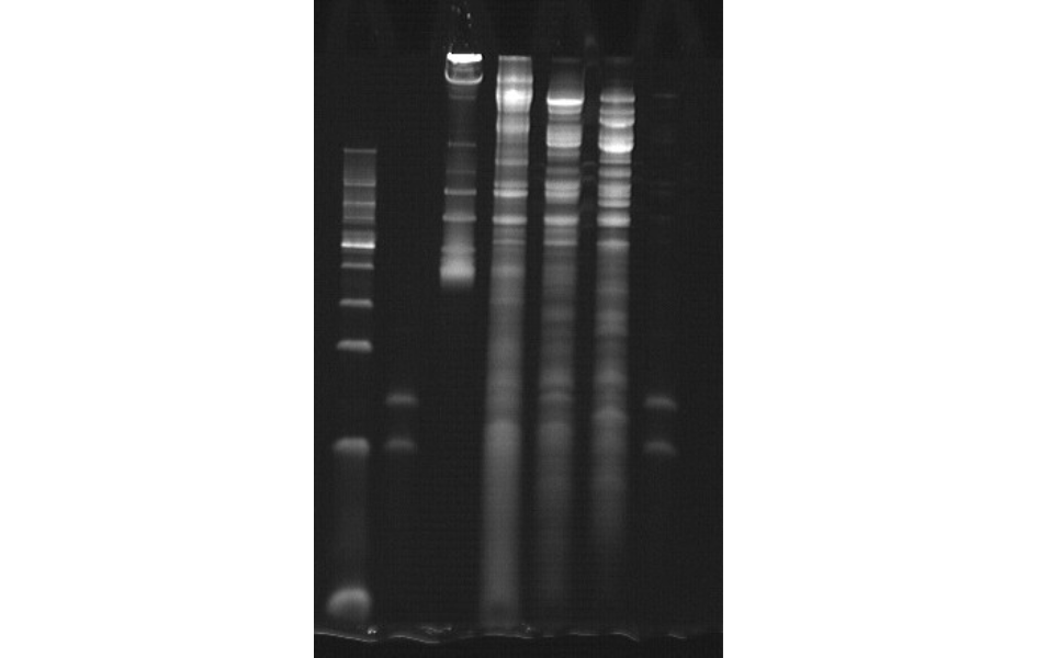 Gel de poliacrilamida usado para separar fragmentos de ARN por tamaño y analizar huellas ribosomales Gel de poliacrilamida usado para separar fragmentos de ARN por tamaño y analizar huellas ribosomales