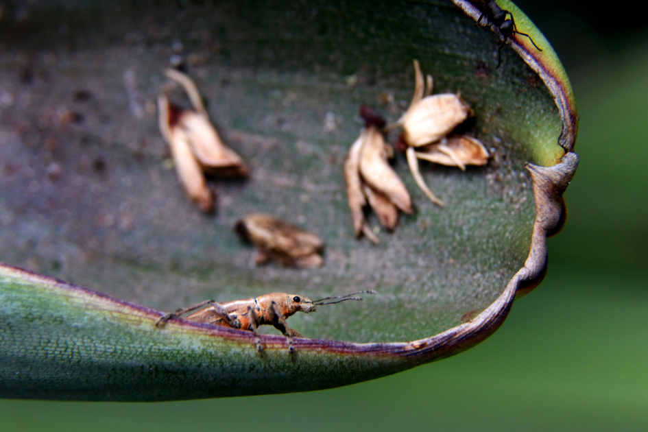 Gorgojo, Naupactus dissimulator