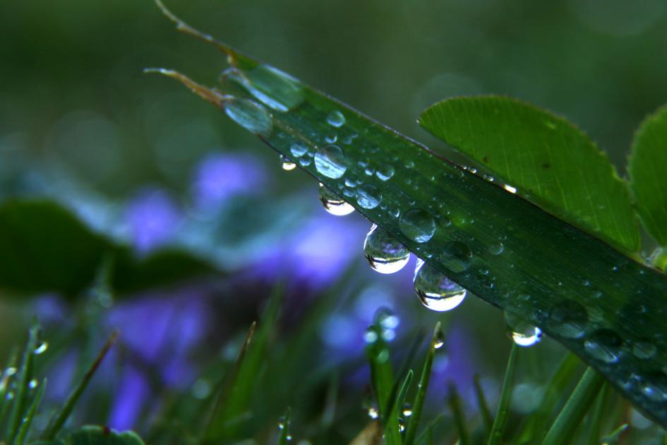 Gotas de agua. Gotas de agua en la hoja de una planta. Foto: Marcelo Casacuberta.