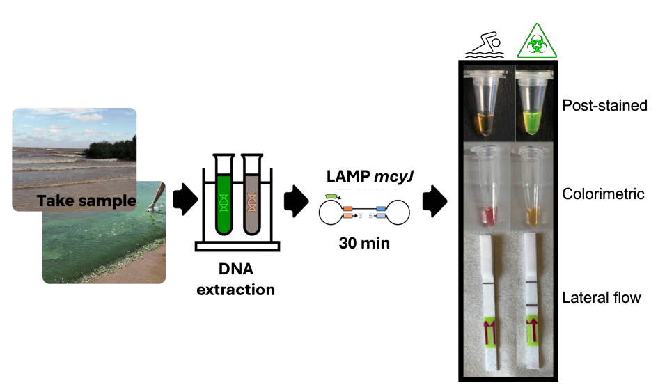 Resumen gráfico del trabajo científico realizado.