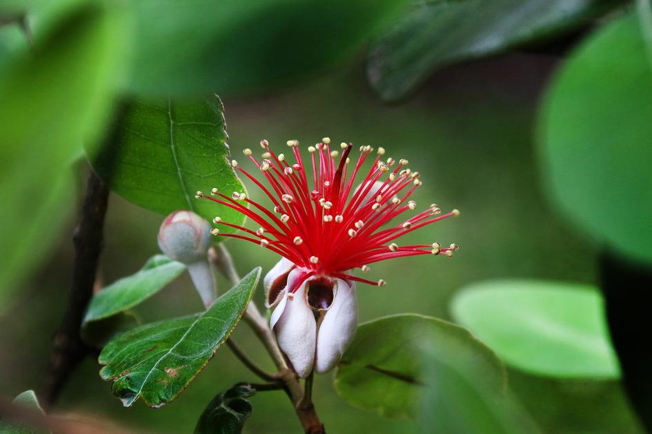 Flor del guayabo Flor del guayabo