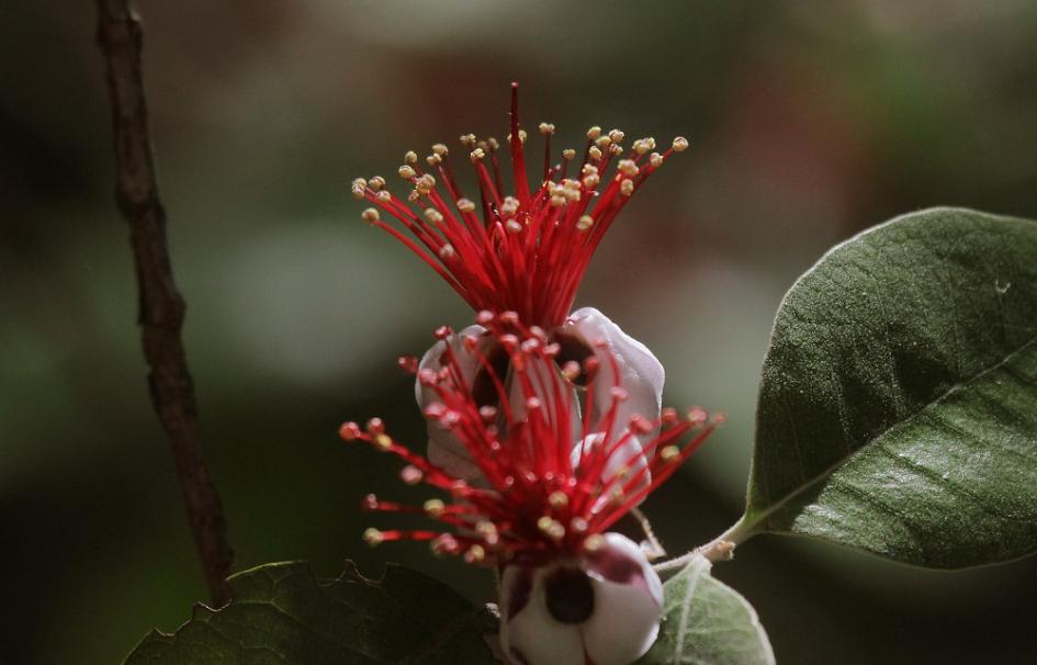 Acca sellowiana o guayabo del país, otro abusto nativo "en casa". Foto: Marcelo Casacuberta, 2021