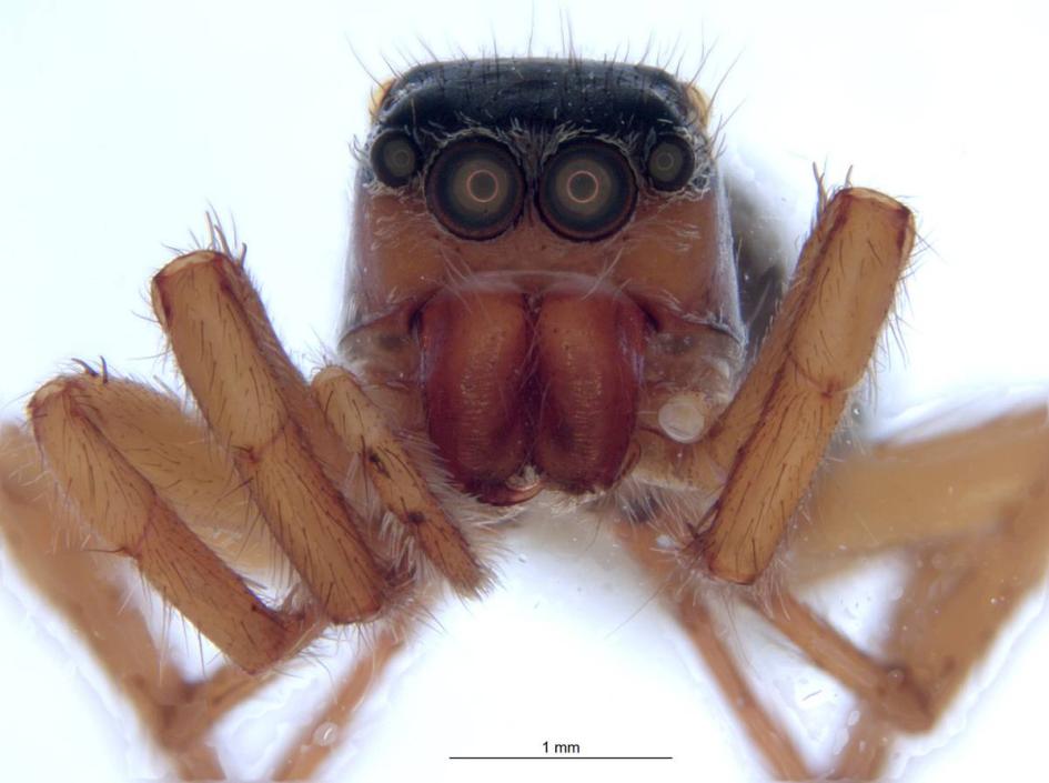 𝘛𝘶𝘭𝘭𝘨𝘳𝘦𝘯𝘦𝘭𝘭𝘢 𝘢𝘪𝘴𝘦𝘯𝘣𝘦𝘳𝘨𝘢𝘦, la araña nombrada en honor a Anita Aisenberg Imagen ampliada de la araña 𝘛𝘶𝘭𝘭𝘨𝘳𝘦𝘯𝘦𝘭𝘭𝘢 𝘢𝘪𝘴𝘦𝘯𝘣𝘦𝘳𝘨𝘢𝘦
