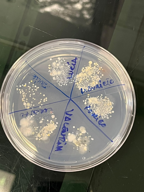 Huella dactilar microbiana: bacterias de los dedos que crecieron en placa de Petri.