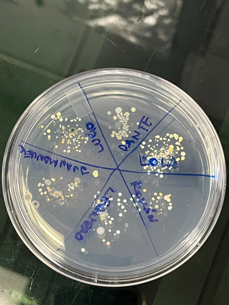 Huella dactilar microbiana: bacterias de los dedos que crecieron en placa de Petri.